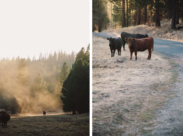 Cows in the wild in Yosemite