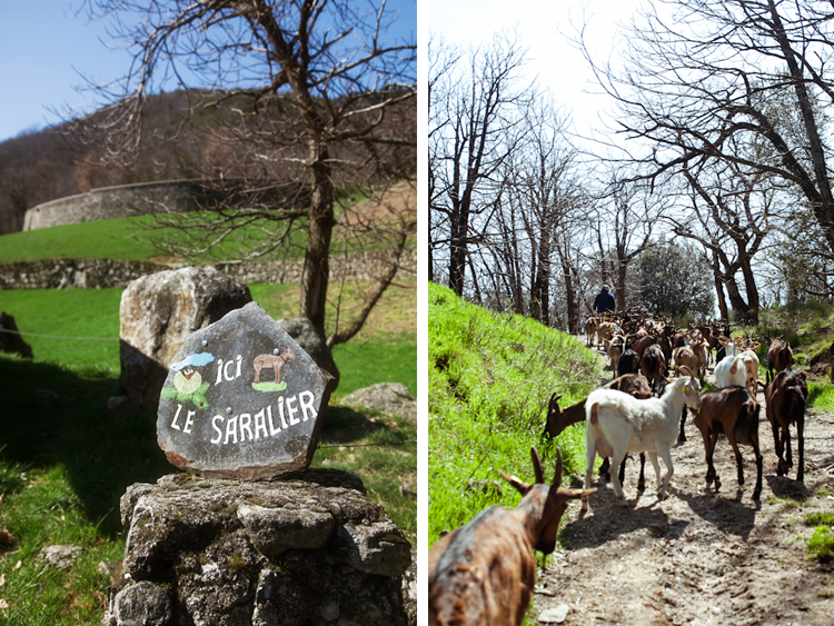 Le Saralier • Goat Farm in France