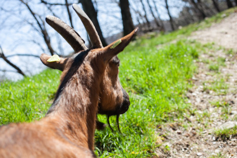 Goat closeup