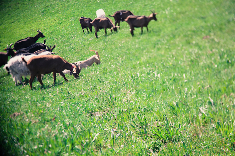 Goats & Pastures • free lensing