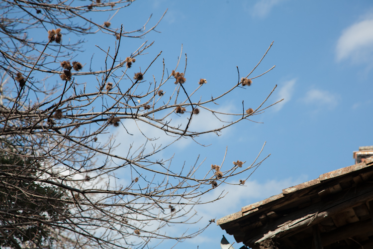 Chestnut trees • Les Châtaignes