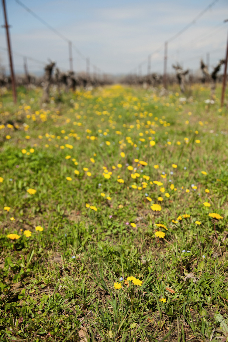 Vineyard in early spring